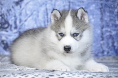 Les chiots de Siberian Husky