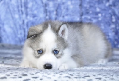 Les chiots de Siberian Husky