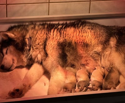 Chiot N°2 - Siberian Husky