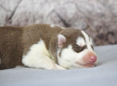 Les chiots de Siberian Husky