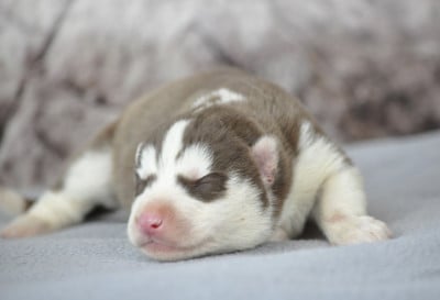 Les chiots de Siberian Husky