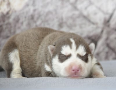 Les chiots de Siberian Husky