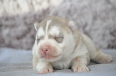Les chiots de Siberian Husky