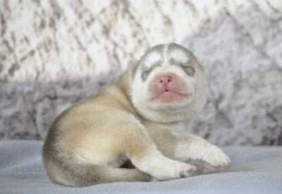 Les chiots de Siberian Husky