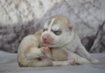 Les chiots de Siberian Husky