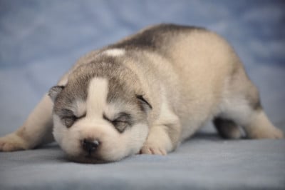 Les chiots de Siberian Husky