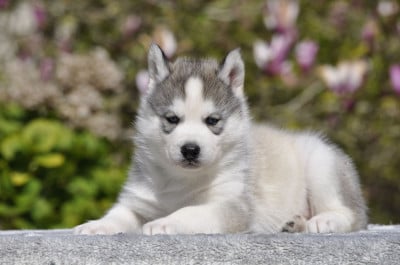 Les chiots de Siberian Husky