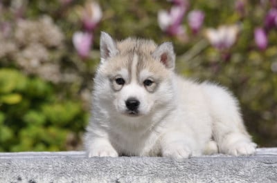 Les chiots de Siberian Husky