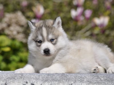 Les chiots de Siberian Husky