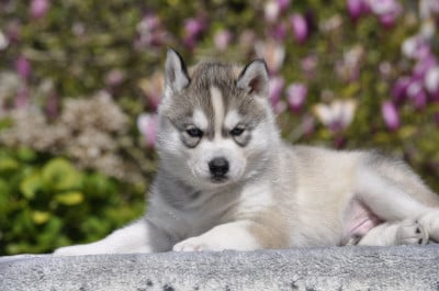 Les chiots de Siberian Husky