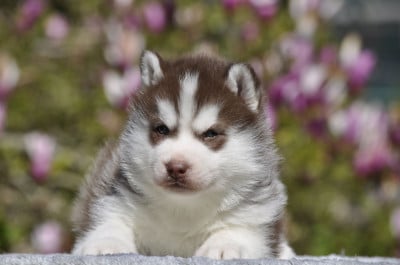 Les chiots de Siberian Husky