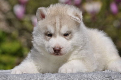 Les chiots de Siberian Husky