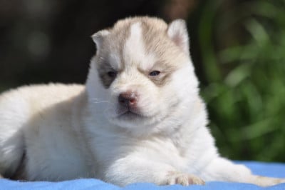 Les chiots de Siberian Husky