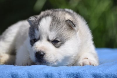 Les chiots de Siberian Husky