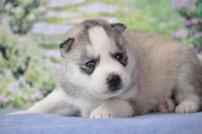 Les chiots de Siberian Husky