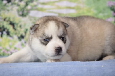 Les chiots de Siberian Husky