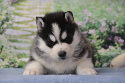 Les chiots de Siberian Husky