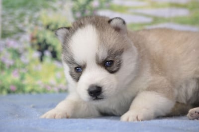 Les chiots de Siberian Husky