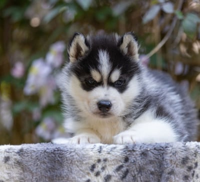 Male noir - Siberian Husky