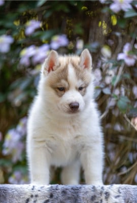 Mâle cuivre - Siberian Husky