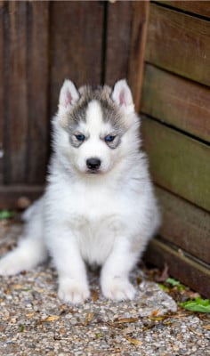 Siberian Husky