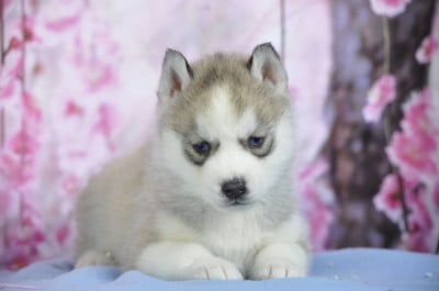 Les chiots de Siberian Husky