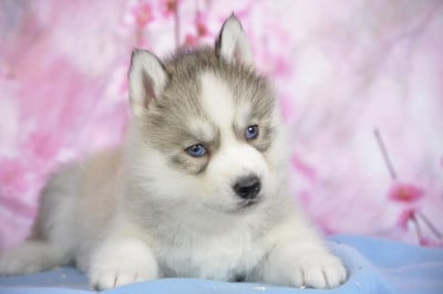Les chiots de Siberian Husky