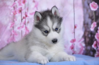 Les chiots de Siberian Husky