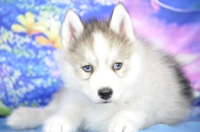Les chiots de Siberian Husky