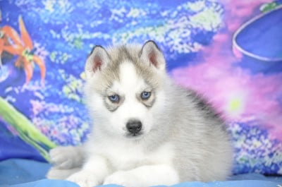 Les chiots de Siberian Husky