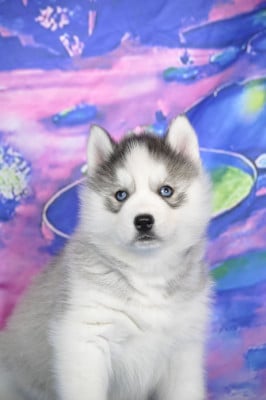 Les chiots de Siberian Husky
