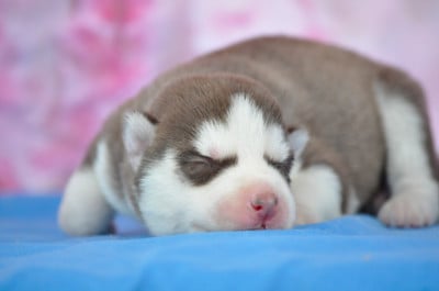 Les chiots de Siberian Husky