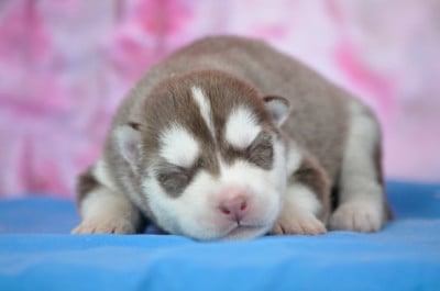 Les chiots de Siberian Husky