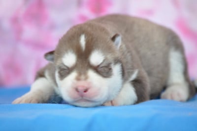 Les chiots de Siberian Husky
