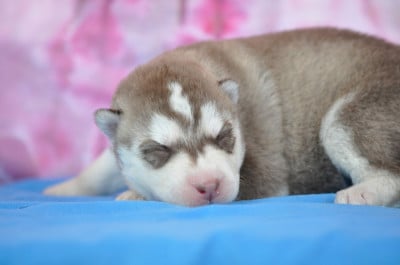Les chiots de Siberian Husky