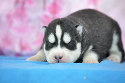 Les chiots de Siberian Husky