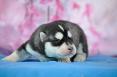 Les chiots de Siberian Husky