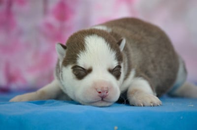 Les chiots de Siberian Husky
