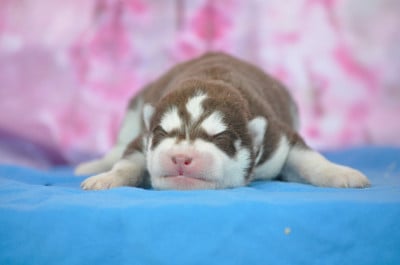 Les chiots de Siberian Husky