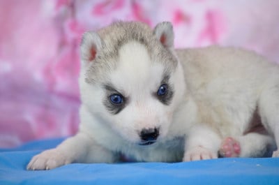 Les chiots de Siberian Husky