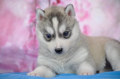 Les chiots de Siberian Husky