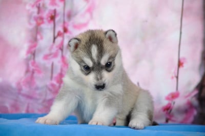 Les chiots de Siberian Husky