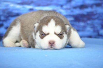Les chiots de Siberian Husky