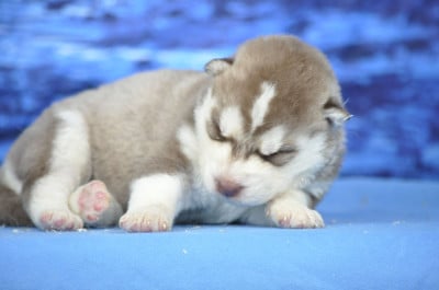 Les chiots de Siberian Husky