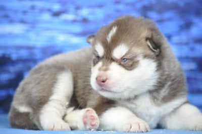 Les chiots de Siberian Husky