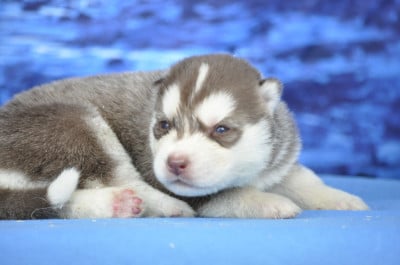 Les chiots de Siberian Husky