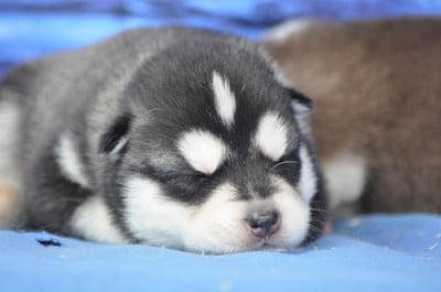 Les chiots de Siberian Husky