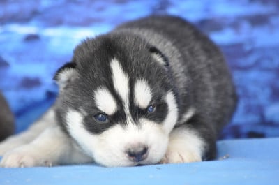 Les chiots de Siberian Husky