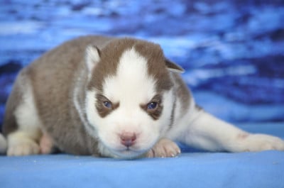 Les chiots de Siberian Husky