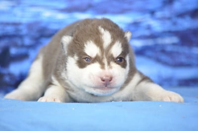 Les chiots de Siberian Husky